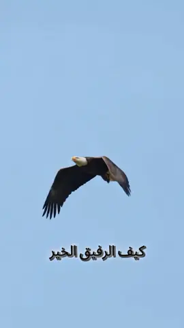 نهاية البث  كيف الرفيق الخيره 