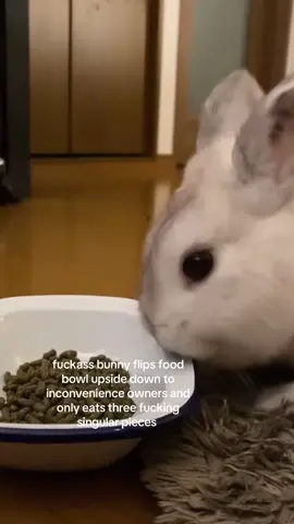 if i was a bunny id probably do ts too. the owners had to have done something to deserve ts.. #spirituality 