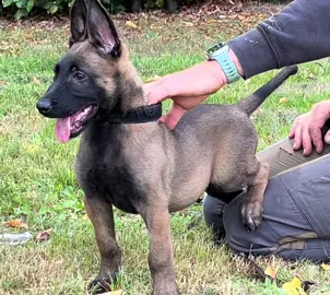 Tommy son Fedor … 🥊  @Dennis Pegge  #workingdogs #looker #personalprotectiondog #puppylove #genetics 