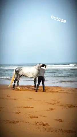 أجمل حصان بالعالم جميل للخيل💞 #خيل_وخياله🐎 #الخيل_من_خيالها #قوة_الحصان_الانجليزي #fyp #vidio 
