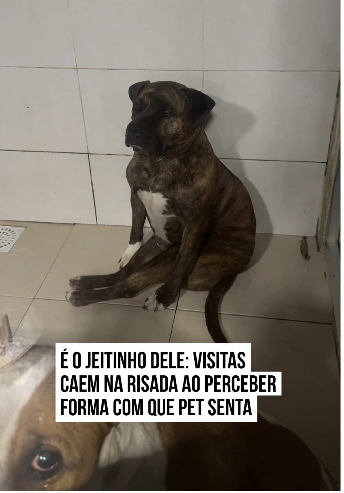 😆🐶  Em um vídeo que ganhou as #redes, Sansão parece não entender o motivo de as #visitas terem caído na risada ao vê-lo sentadinho em um canto da casa. A forma bem humana do doguinho sentar chamou a atenção de Diogo e da esposa, Viviane, que não conseguiram segurar o riso ao ver o jeitinho único e especial do #pet dos amigos descansar.  E vocês, o que acharam do divo? #entretênews 📹@diogotressi | @dommedia.br
