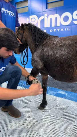 Ponin saiu no mel ! Kkkkk . . . #ponei #cavalo #equino #banho #limpieza 