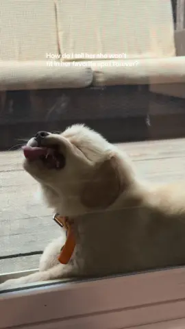 I never want the day to come 🥺 #puppy #goldenretriever #dogsoftiktok #goldenpuppy #funnydog 