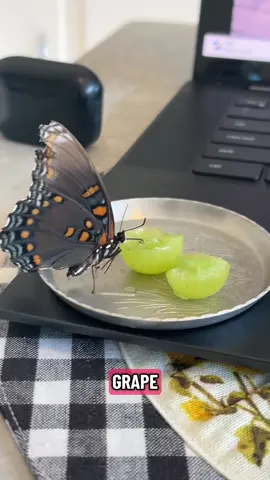 Everyone know the best medicine is anime #onepiece #butterfly #butterflyrehab #anime 