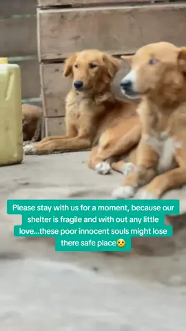 The hunger is going to sweep us all💔 #dogsofttiktok #dogslife #straydogs #doggs #puppytok 
