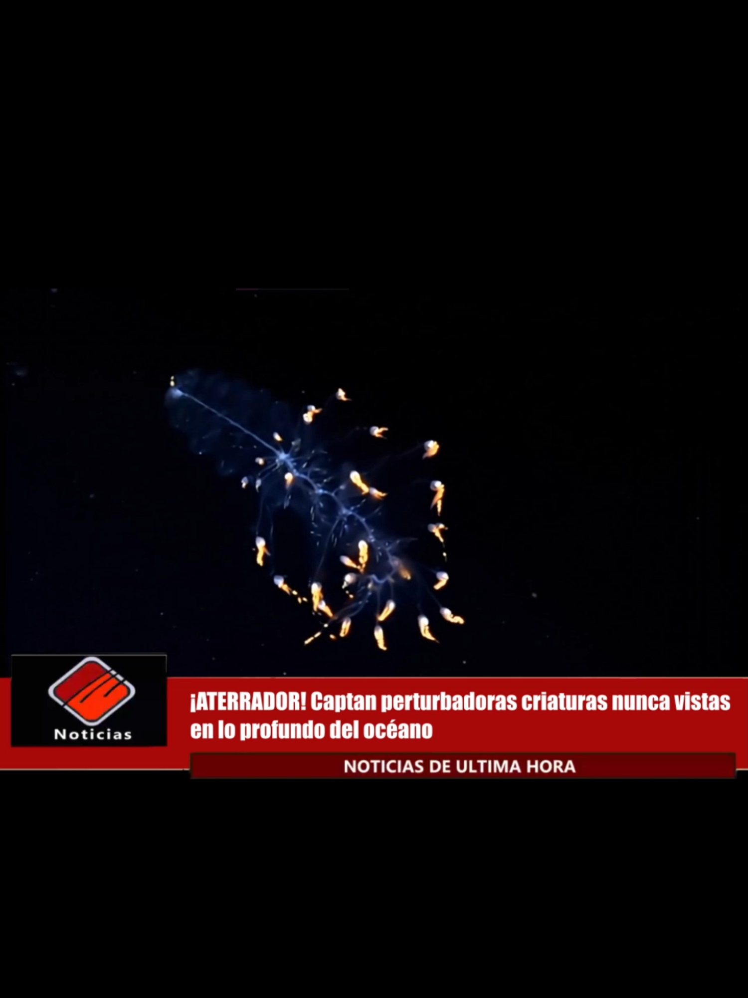 ¡ÚLTIMA HORA! Increíbles criaturas marinas son captadas en una expedición submarina en lo profundo del océano 🌊 En esta expedición inédita, se registraron imágenes sorprendentes de criaturas marinas increíbles y desconocidas que habitan las zonas más profundas y oscuras del océano. Seres bioluminiscentes, formas translúcidas y criaturas abismales que parecen sacadas de otro mundo 👽✨. Estas grabaciones revelan un universo oculto y misterioso, lleno de vida inteligente y secretos que la ciencia aún no ha logrado descifrar 🔬🤔. ¿Podrían ser nuevas especies o seres inteligentes que habitan en las profundidades? El fondo del océano sigue siendo uno de los mayores misterios de la naturaleza, un lugar donde se esconden secretos y criaturas extrañas que desafían nuestra imaginación 🌍🦑. 👀 ¿Cuál de estas criaturas te pareció más fascinante o inquietante? 🗣 Cuéntanos tu opinión y si alguna vez viste algo parecido ❤️ Dale “me gusta” si te sorprendió esta expedición submarina 🔁 Comparte para que más personas descubran estos misterios del mar 📩 Comenta desde qué país nos ves y si te animarías a explorar el fondo del océano #noticias #ultimahora #perturbador #extraño  #criaturasextrañas