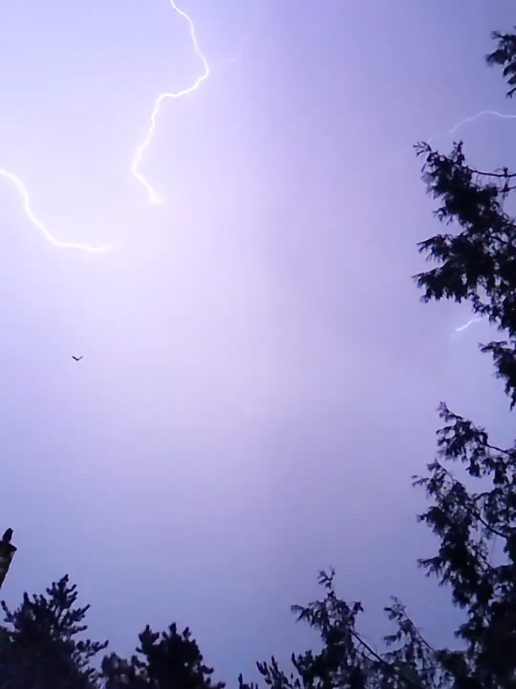 🦇🌩️