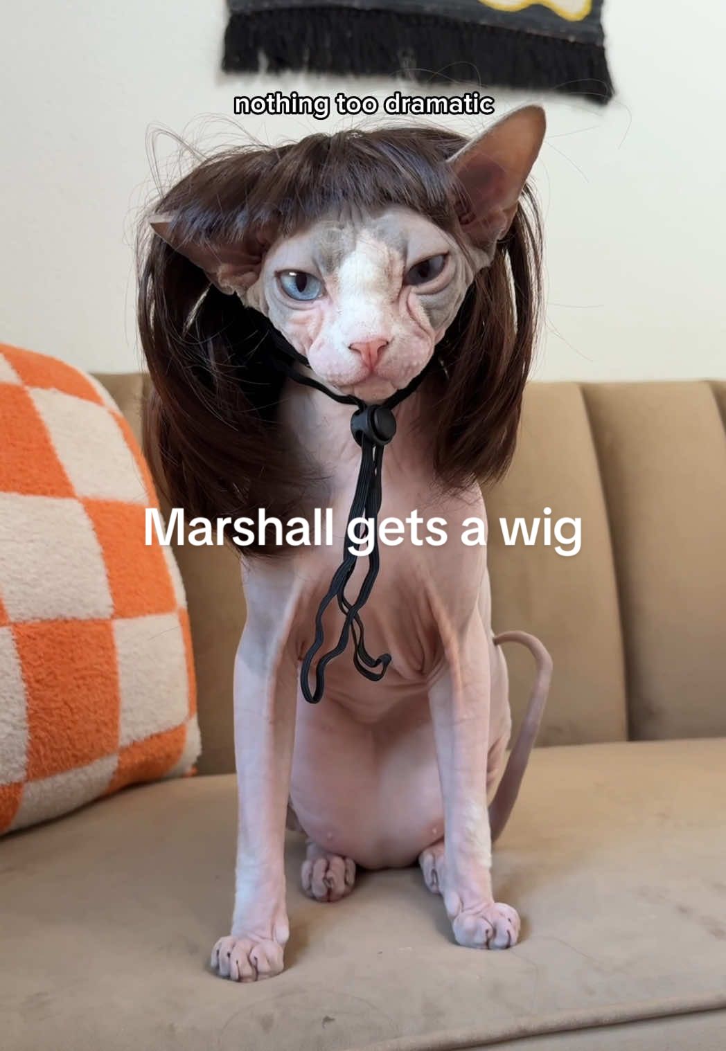 Marshall’s been feeling a little self conscious about being bald so I got him some wigs🧑🏼‍🦲 #sphynx #pets #catsoftiktok #wigs