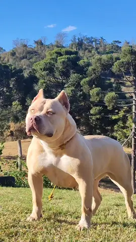 Linda Pit Monster 🤩🤩 #pitbullofficial #pitbull #pitmonsterbrasil🇧🇷 #pitlove #pitlovers 