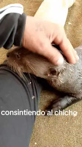 chicho el consentido