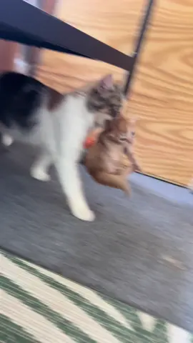 Maternity results are in: Birdie the feral cat is the mama. #catsoftiktok #kitten #catdistributionsystem 