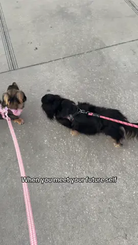 There was a glitch in the matrix #DogTok #wienerdog 