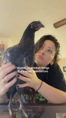 A knowledgeable bird is a happy bird #chicken #911 #fyp #fypシ #fypシ゚viral 