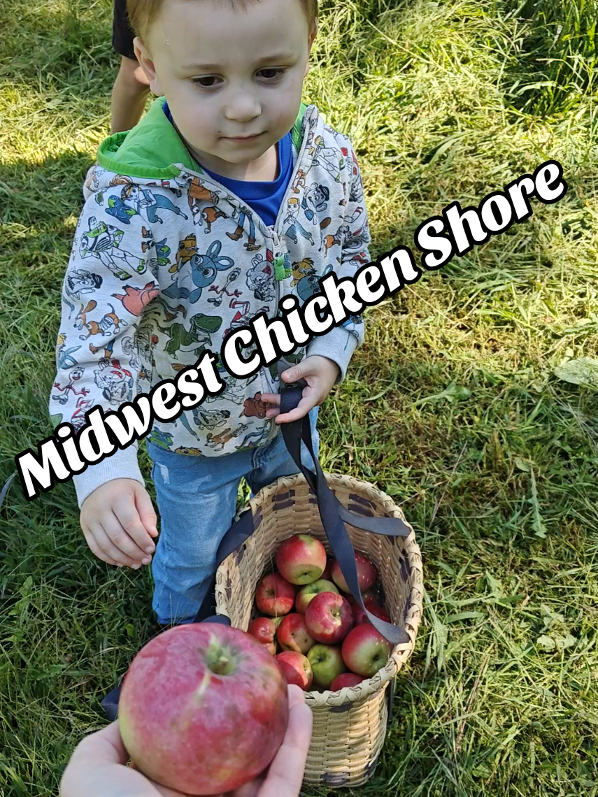 apple time #apple #harvest #dinner #family #tree 