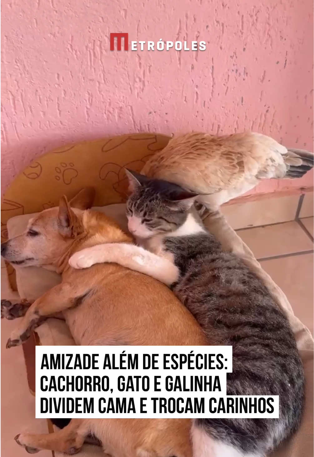 🐶🐈🐔Um vídeo flagrou uma cena inusitada, protagonizada por três #pets de espécies diferentes. No registro, capturado pelo internauta Eldenir Rego Castro, de Itapeva (MG), um cachorro, um #gato e uma galinha dividem uma cama, em um momento carinhoso de #afeto animal.  No vídeo, o #cachorro Jack aparece recebendo uma “massagem” do amigo felino, enquanto, na mesma cama, uma galinha posa ao lado dos colegas animais. “Olha aí pessoal. O Jack tá quase dormindo, recebendo massagem. Eu queria uma massagem dessa. Aí dorme tranquilo demais”, comenta o autor das imagens. A cena cheia de fofura derreteu os corações dos internautas. #TikTokNotícias 🎥 Reprodução: @borajack.oficial | @dommedia.br
