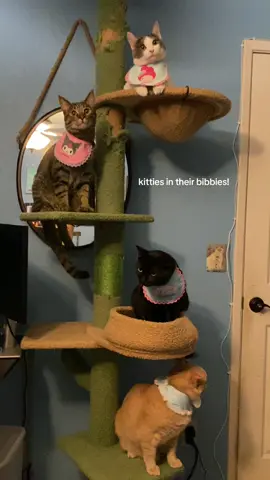 the way all of them were on the tree at the same time without slapping each other #cattok 