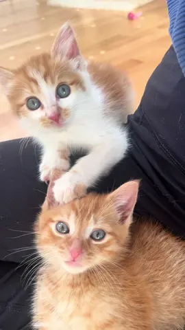 Welcome to the Ham and Cheese Club 💛🌽🐾🐾#kittensoftiktok #rescue #catsoftiktok #foryoupage #fyp 