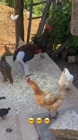 COCORICO 