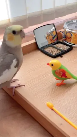 cute baby  #fyp #ninfascarolinas #cockatiel 