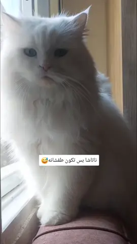 cats funny 😅 #cats #catsoftiktok #catlover #قطط_مضحكة #قطط_كيوت 