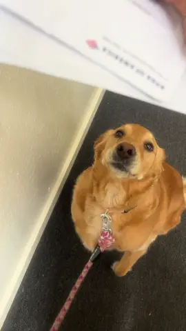 Day three, she couldn’t wait to open @Navy Federal Credit Union and @Bank of America mail today and also my tittle was indeed in there.#goldenretriever #dogsoftiktok #navyfederal #bankofamerica #happy 