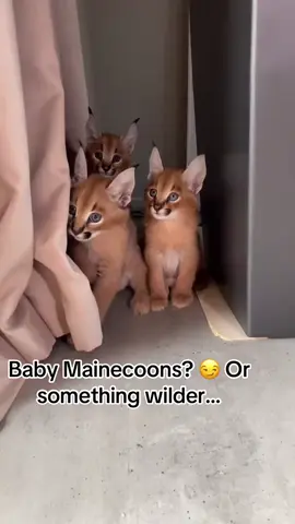 #DreamWeaverPets #Mainecoonadoption #CatLover #Mainecoonkittensusa #kittenadoption 