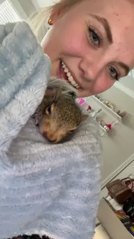 meet cutest baby, Andy the squirrel 🩷 he fell out of a tree yesterday and we're nursing him back to health to put him back outdoors #petrescue #squirrel 