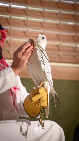 ماشاء الله ❤️‍🔥 #حمدان_الشمري #طير #طيور #صقر #صقاقير 