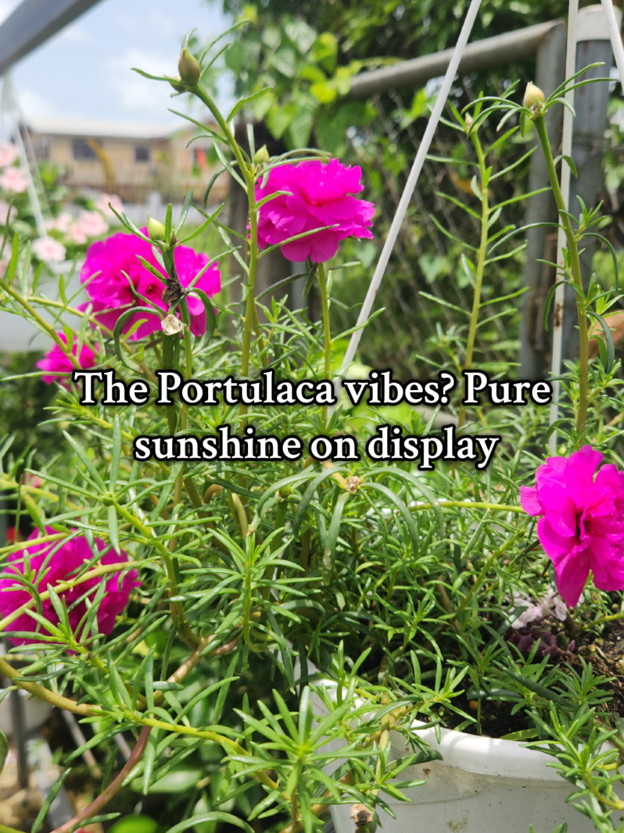 Portulaca, also called “Jump and Kiss,” is a true show-stopper in hanging baskets—bursting with color, easy to care for, and always ready to brighten your space! 📅📞 432 3450 📍14 Ramai Trace Debe  Trinidad and Tobago (search Waze or Google Maps for The Green Farmer)  🚚 Delivery available across T&T Linx and credit cards accepted  Monday to Saturday 9:00 am to 5:30pm Sundays 9:00am to 3:00pm Send Message here, whatsapp, or call for any further information #thegreenfarmer #thegreenfarmertt #HappinessInAPot #Portulaca #JumpAndKiss   
