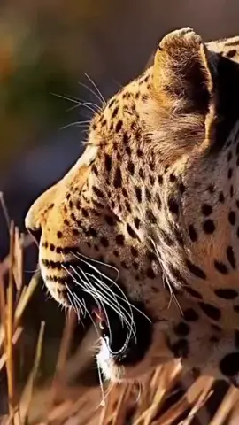 #viralvideos #motivation #