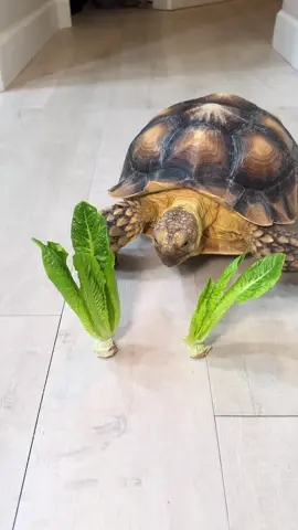 I think she has a favorite side #tortoise #turtle #asmr #asmrsounds #zoomzoom 
