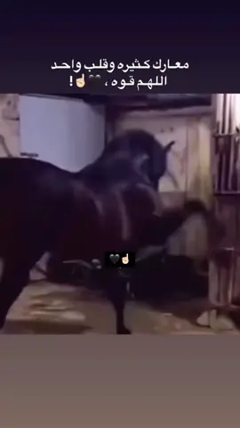 #خيل_وخياله🐎 #الخيل_العربي_الاصيل🐎 #روح_حرة_وقلب_لا_يخشى_إلا_الله #الحمدلله_دائماً_وابداً❤️ #fyp 