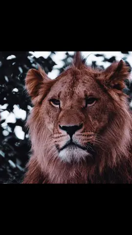 Big Cats 💪 🔥🥷🏻.        #zoologytok #fyp #animal #viral #nature 