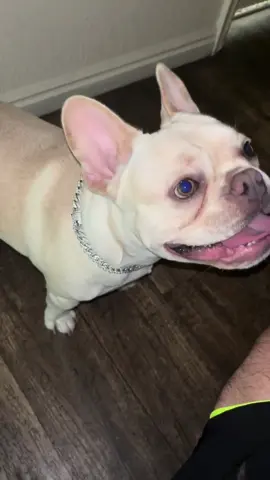 Con este collar, tu perro lucirá más glamuroso y mucho más bonito. Si te interesa, te lo voy a dejar aquí en el carrito 🛒 naranja  #mascotas #pet #frenchbulldog #frenchie #fyp 