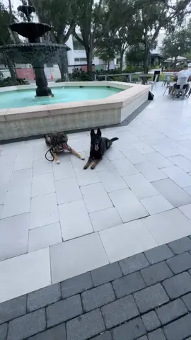 Just  two well behaved shepherds in public