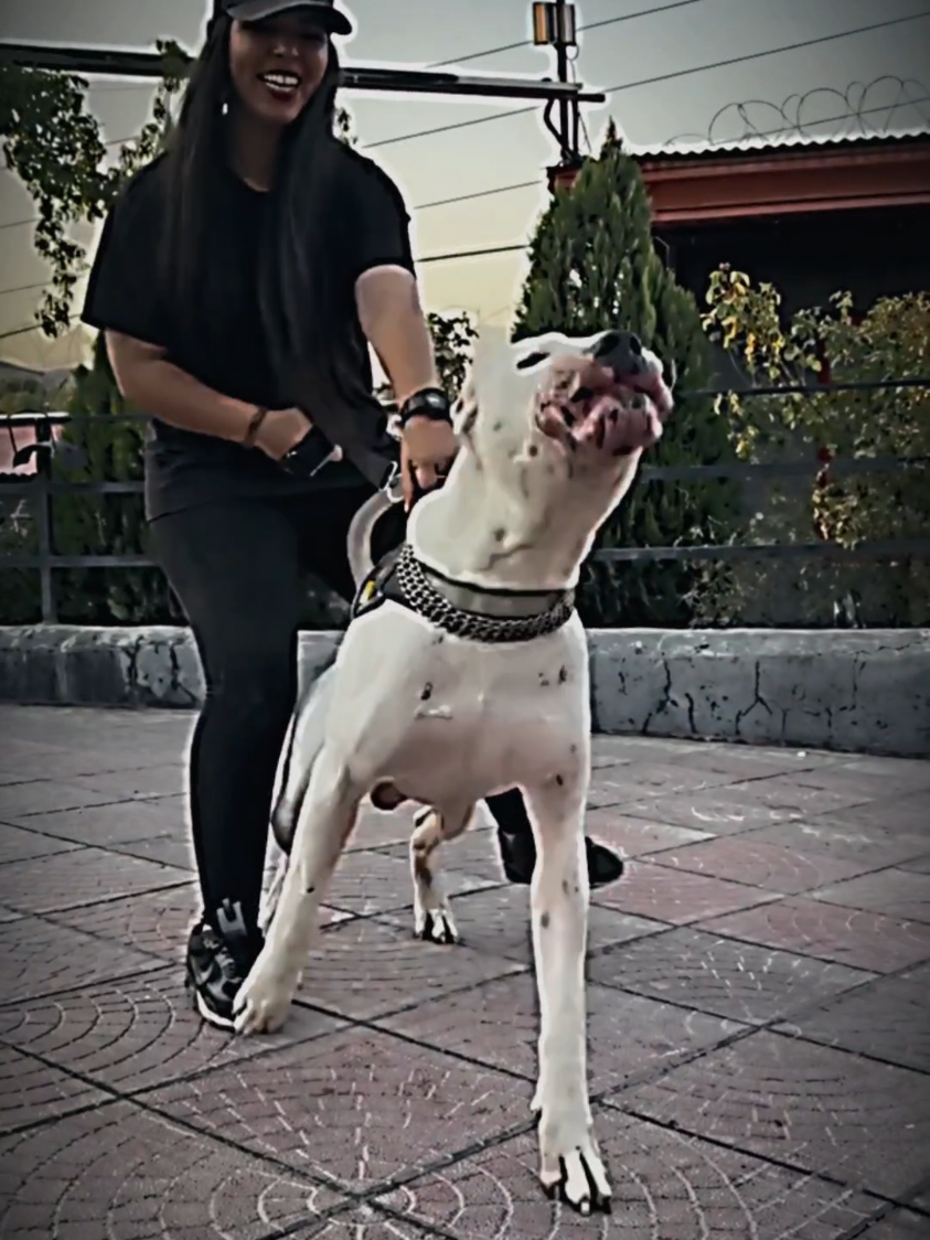 #dogo #dogoargentino #dogoargentino🔥 #dogoargentinopower #dogoargentinopuppy 