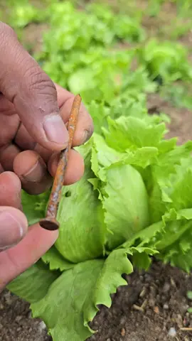 Learn how to make a natural, iron-rich fertilizer using rusty nails and lemon juice. This DIY method recycles old metal, transforms oxidized iron into a form your plants can easily absorb, and promotes healthy, green, and strong growth. Perfect for all kinds of indoor and outdoor plants. #IronFertilizer #DIYFertilizer #GardenTips #OrganicGardening #PlantCare 