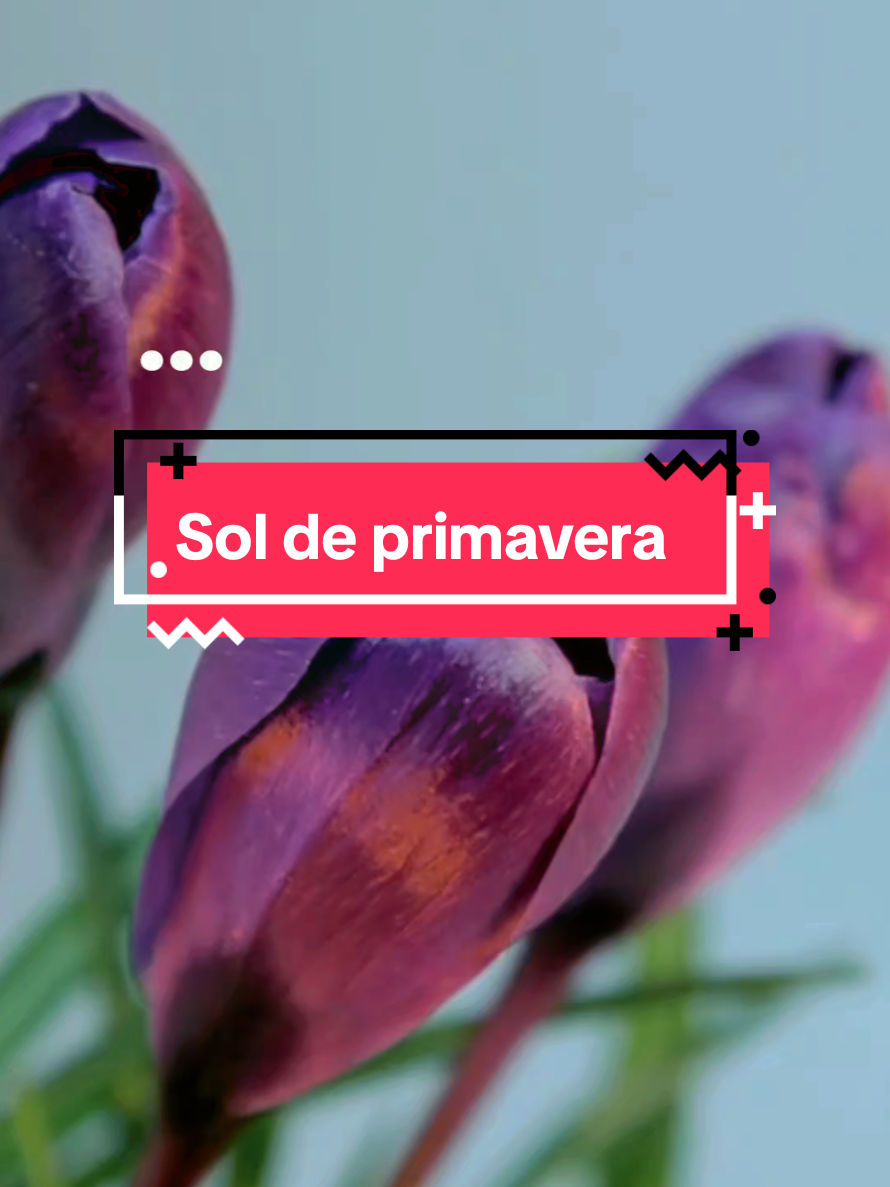 Sol de Primavera - Beto Guedes. Quando a gente entende a letra da música #musica #soldeprimavera #betoguedes #setembro #mpb 