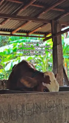 Ijek penasaran bos karo sedino 3 juta #juragansapi33 #peternakmuda #peternaksapiindonesia#bismillahfyp #fypselalu 