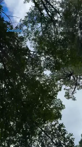 Remember just to breathe! POV: Looking out of our moon roof while driving on #mtlemmon #arizona 