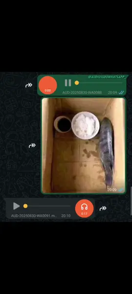 Acho que ele tá até de jejum 😂 #vaiprafyinferno👺🔪 #audiosengraçados #fypシ゚ #fyp #meme #humortiktok #humor #memes #whatsappstatus #audio #viral #audios #comedia #funny #amigos #peixe #semanasanta #