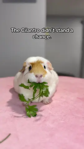 Luna loves her greens! #guineapig #petlover #Piggieproblems #guineapigsoftiktok #PetsOfTikTok 