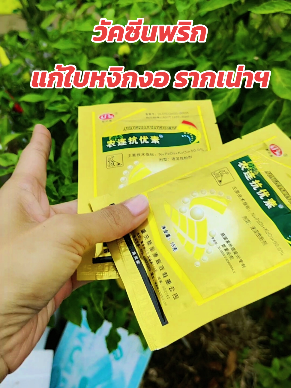 1 ซอง 15 กรัม ผสมน้ำ ได้ 30 ลิตร #วัคซีนพริก #ยาพริก 