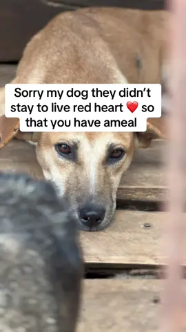 Please dear friend consider donating to help these dogs from hunger link in bio to donate anything little  #help #usa🇺🇸 #do #hanningtondogsshelter #govitalvideotiktok 