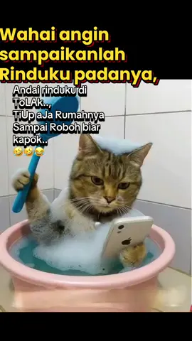 Hari minggu minum jamu Jalan kaki ketemu temen Sudah lama nggak ketemu Lihat fotonya malah kangen, #lovecat #hiburan #katakata #rindu #kucingmandi 