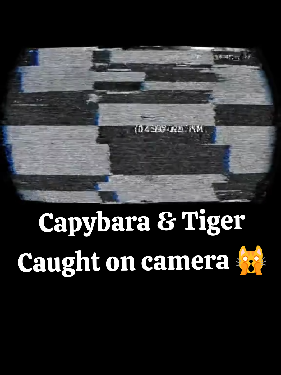 Capybara & Tiger caught on CCTV… you won’t believe what they did 🐯🤣🐹  #fyp #capybaratiktok #tigervideo #cctvfootage #viralvideo