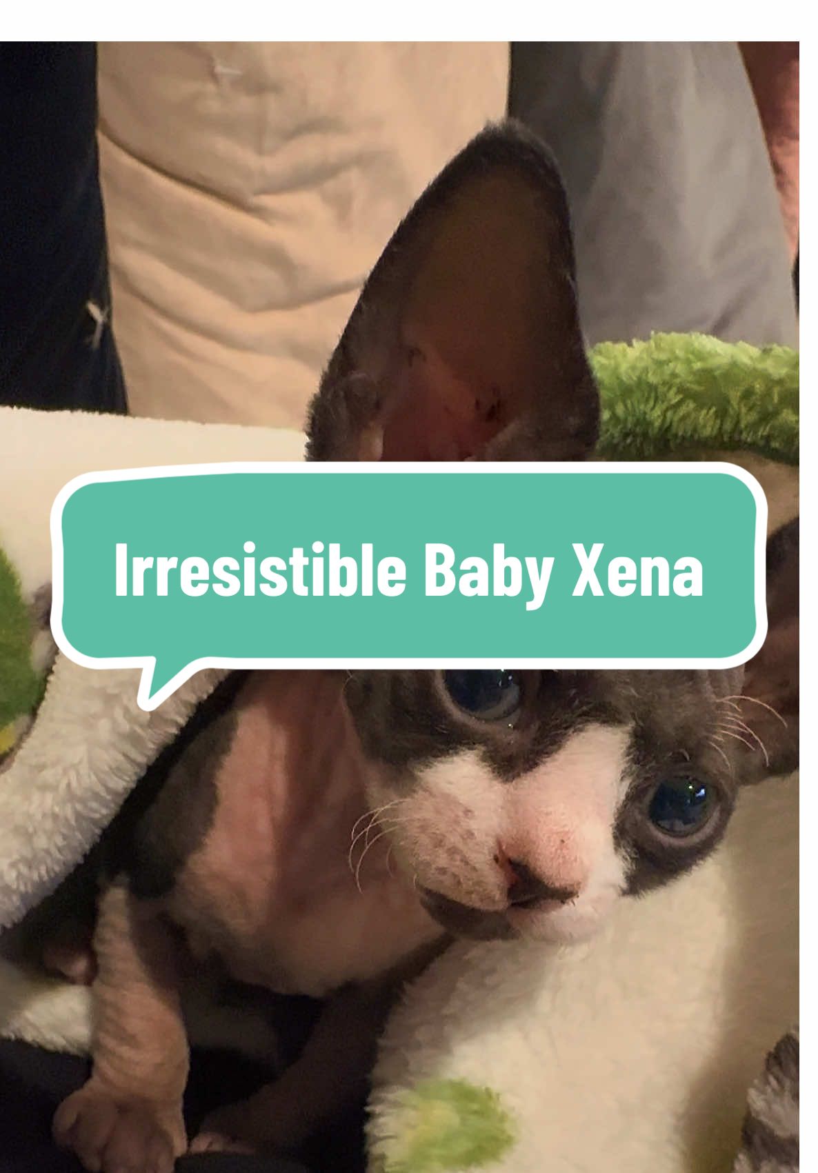 Little baby Xena is only 4 weeks old and already stealing hearts! 🖤🤍 Wrapped up like the tiniest burrito, she’s showing off her meowdorable side while waiting for her forever family to find her. 😻✨ Could this sweet girl be the one to melt your heart? 🥹💕 DM us for details! #fyp #foryou #viral #sphynx #sphynxkitten 