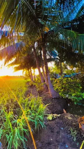 Ai bắt cầu làm chi, để em bước đi theo chồng..❤️🎶🦗🌸🪺🌴🌾🥲🫧🪿🏝️🌷🍂🍀