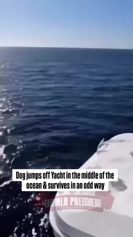 Dog jumps off Yacht in the middle of the ocean & survives in an odd way. #worldpremiere #viral #foryoupage #viralvideos