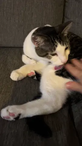 Ooooooh…he mad. #cats #fyp #catsoftiktok 